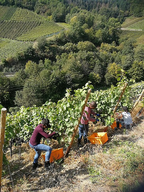 Grape harvest with pruning shears